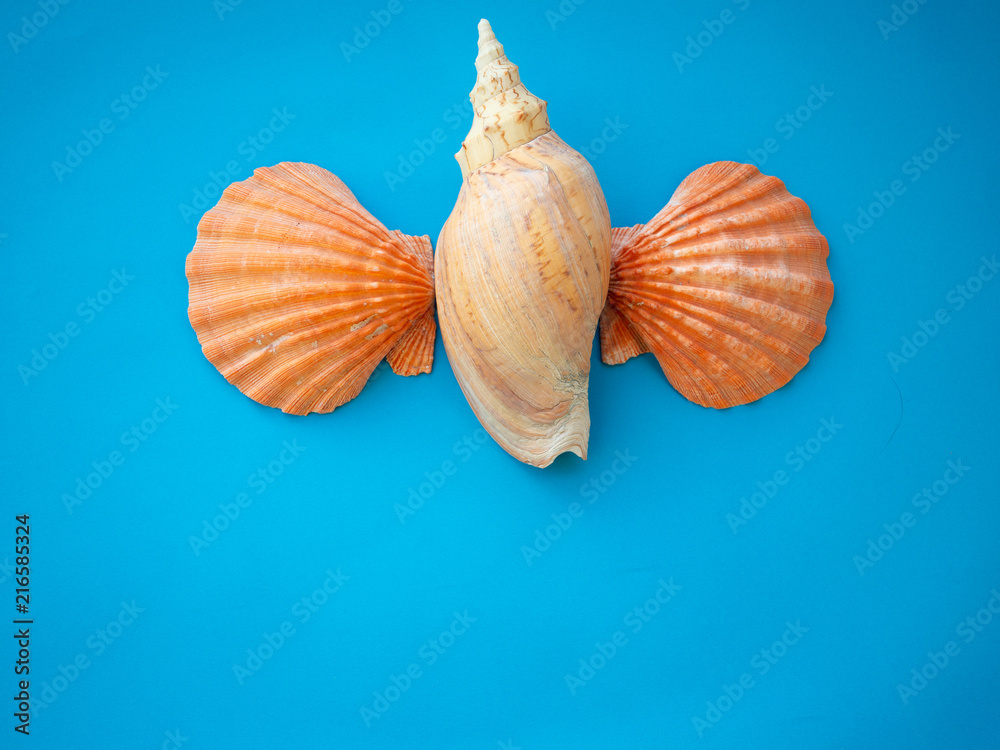 Shell background ZK Shell background ZK