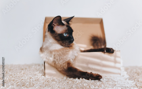 Siamese cat in a cardboard box. Cat's habits.