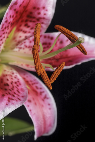 Close up of lily stamen.