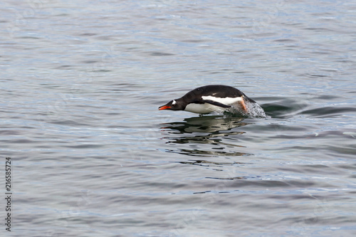 A Gentoo Penguin (Pygoscelis papua) porpoises in the waters of the Antarctic Peninsula