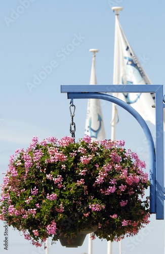 Potée de fleurs roses, ville de Trouville, Calvados, Normandie, France