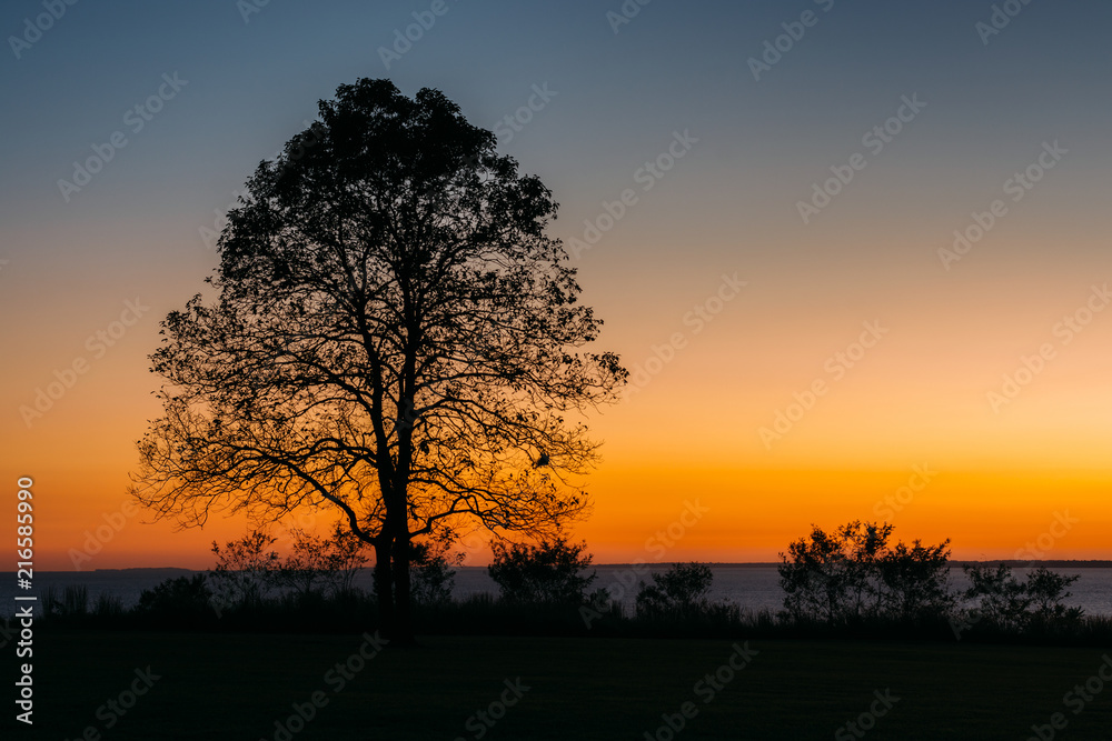 A tree at sunset, at Elk Neck State Park, Maryland