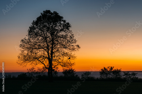Fototapeta Naklejka Na Ścianę i Meble -  A tree at sunset, at Elk Neck State Park, Maryland