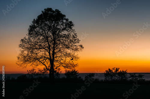 A tree at sunset  at Elk Neck State Park  Maryland