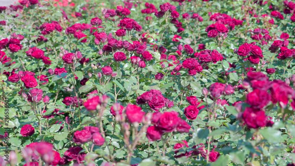 18793_A_bed_of_red_roses_on_the_garden_on_a_sunny_day.mov 18793_A_bed_of_red_roses_on_the_garden_on_a_sunny_day.mov