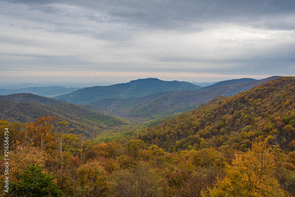 Fall color and Blue Ridge Mountains view from Skyline Drive in Shenandoah National Park, Virginia