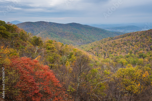 Fall color and Blue Ridge Mountains view from Skyline Drive in Shenandoah National Park  Virginia