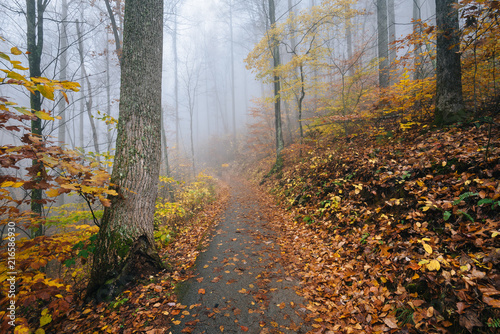 Fog and fall color on the Crabtree Falls Trail, in George Washington National Forest near the Blue Ridge Parkway in Virginia.