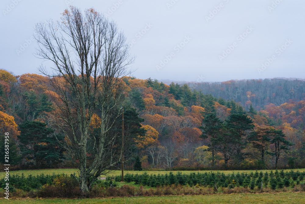 Autumn color along the Blue Ridge Parkway, in the Appalachian Mountains of Virginia Autumn color along the Blue Ridge Parkway, in the Appalachian Mountains of Virginia