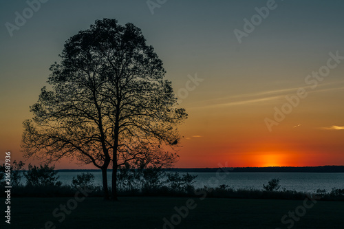 A tree at sunset, at Elk Neck State Park, Maryland