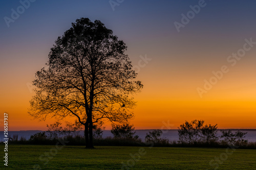 A tree at sunset  at Elk Neck State Park  Maryland