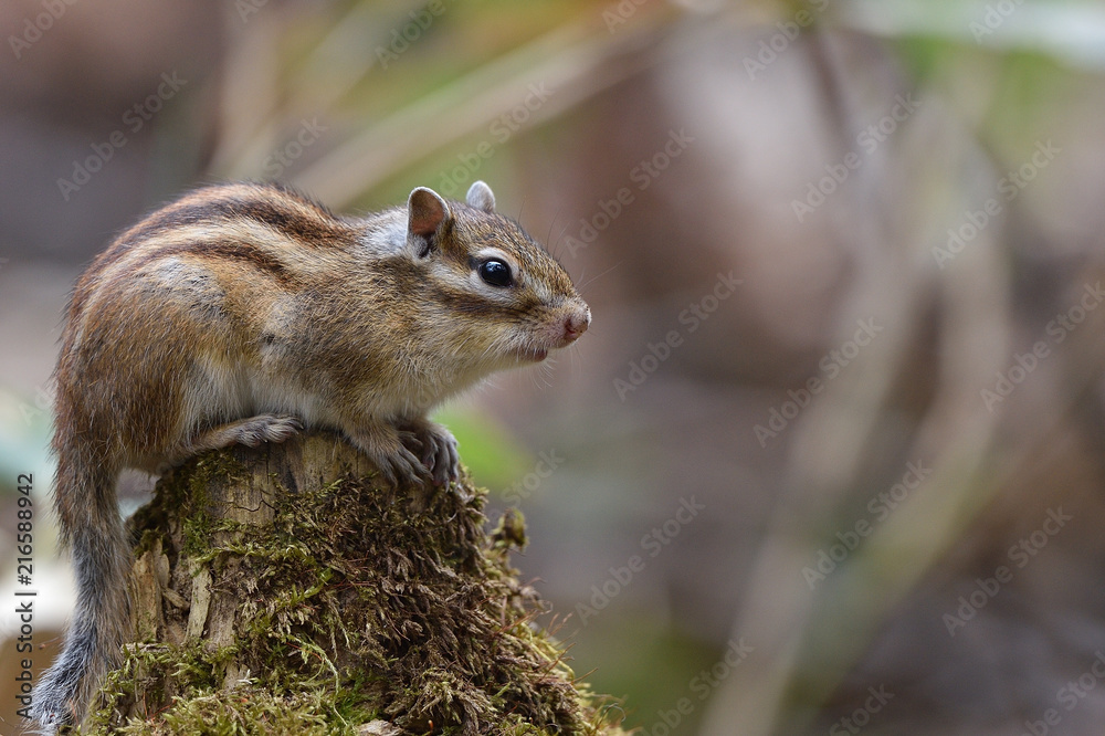 エゾシマリス エゾシマリス