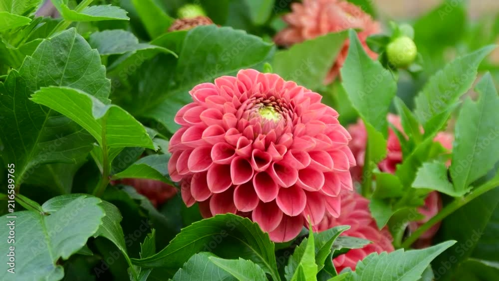 Beautiful red flowers in the garden it is love Beautiful red flowers in the garden it is love