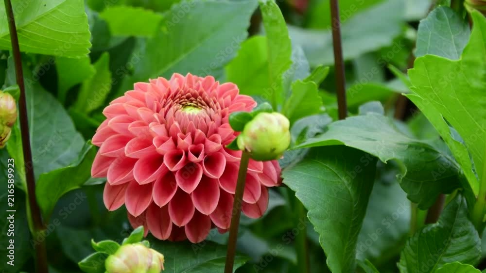 Beautiful flowers in the garden Beautiful flowers in the garden