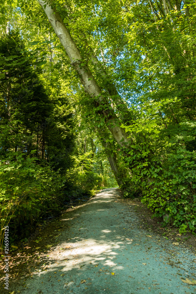 trail in the forest with trees covered with leaves all over on  a sunny day