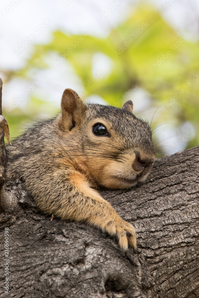 Eastern Fox Squirrel, Fox Squirrel, Bryant's Fox Squirrel - Sciurus niger Eastern Fox Squirrel, Fox Squirrel, Bryant's Fox Squirrel - Sciurus niger