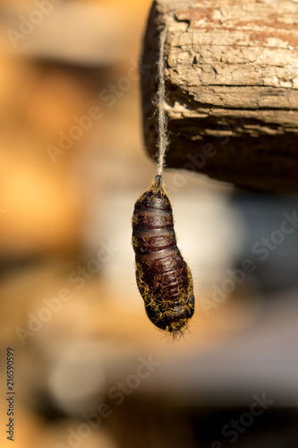 the pupa of the silkworm