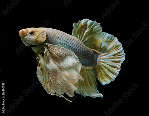 oil paint siames fighting fish..Halfmoon  betta..betta splendens