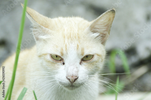 curious beauty cat eyes