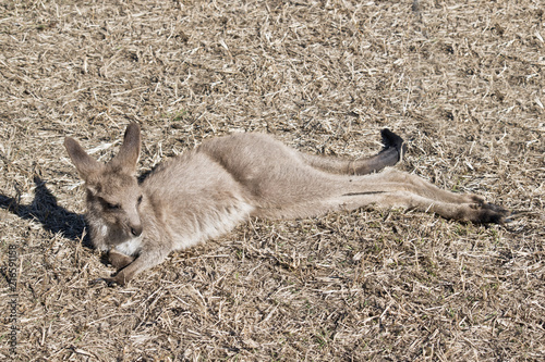 eastern grey joey kangaroo photo