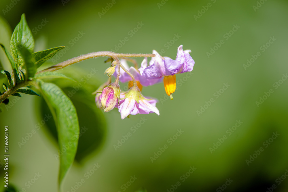 potato purple flowers in a potato field