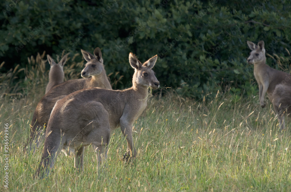 Wallabies feeding in grass field Wallabies feeding in grass field