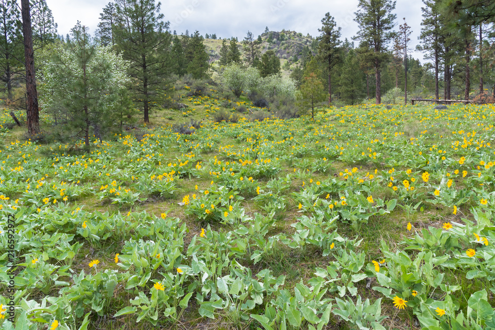 Obraz premium Mountain hillside covered in yellow flowers of arrowleaf balsamroot in spring