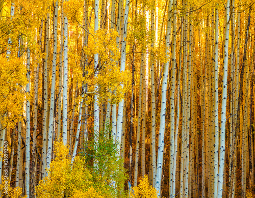 Colorado Gold- Aspen Boles in Warm Autumn Light