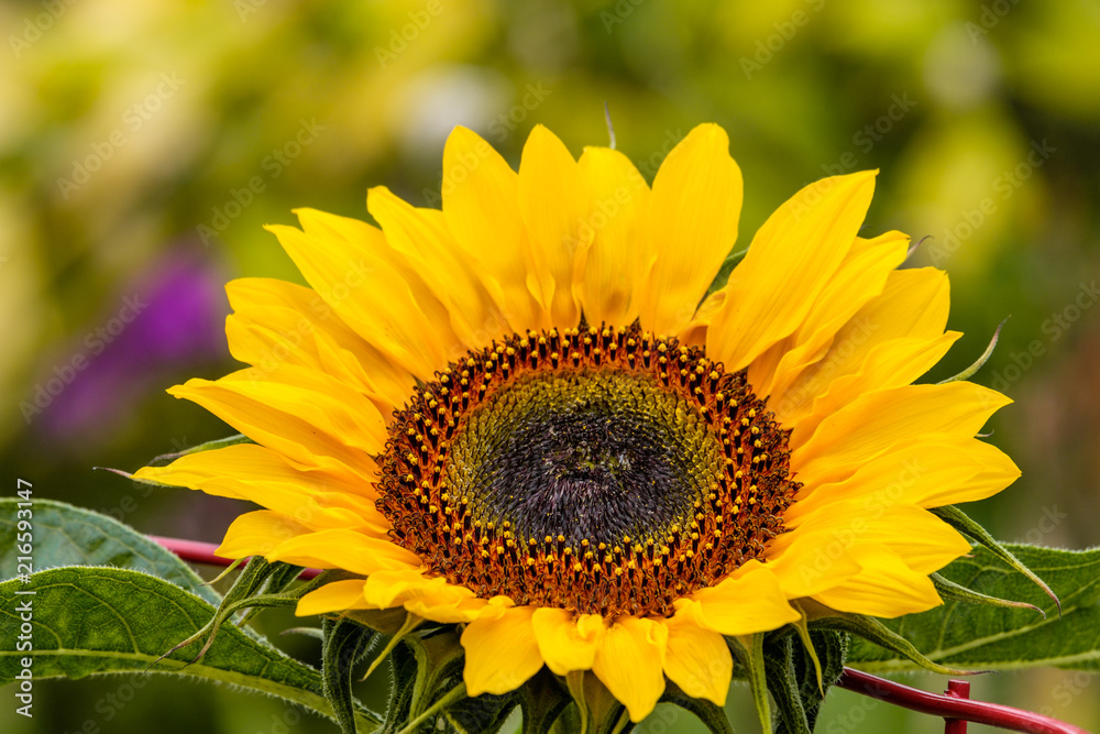 close up of single sunflower in the shade. close up of single sunflower in the shade.