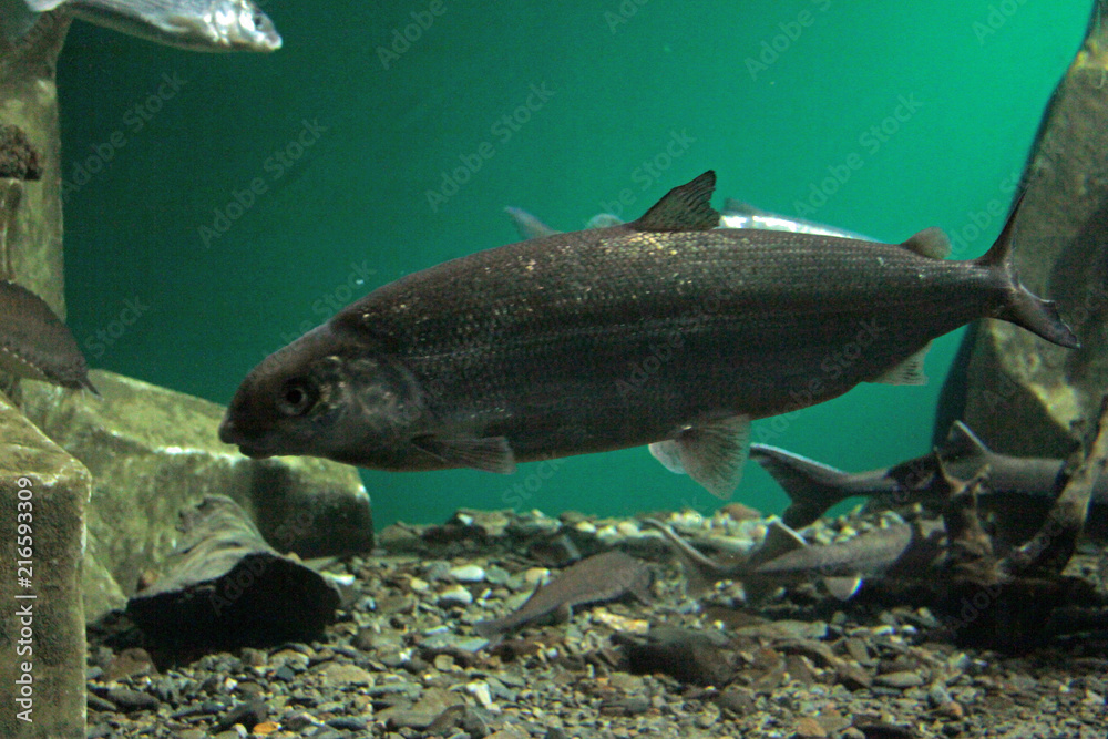 aquarium with rare fish species aquarium with rare fish species