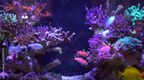 reef with coral life and fishes