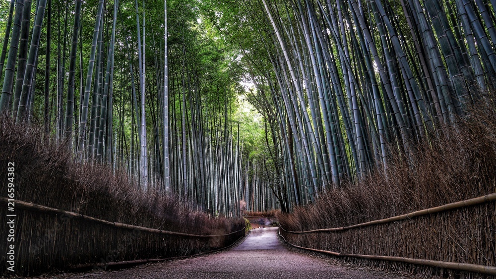 Fototapeta Arashiyama