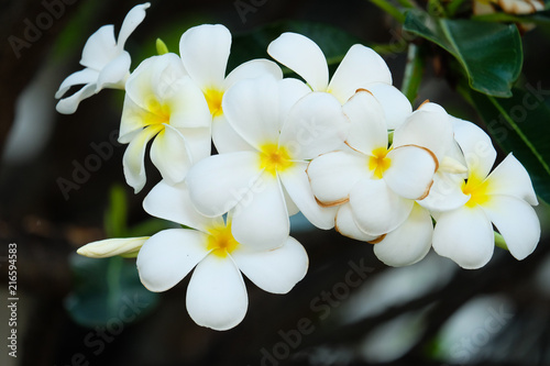 Plumeria or frangipani white flowers blossoming on trees.