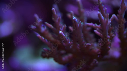 acropora coral on a reef photo