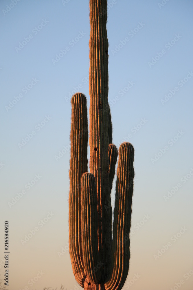 Saguaro Cactus 3