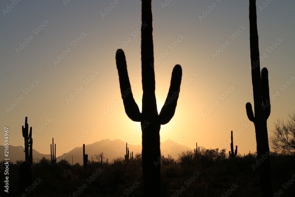 Saguaro Cactus Silhouette