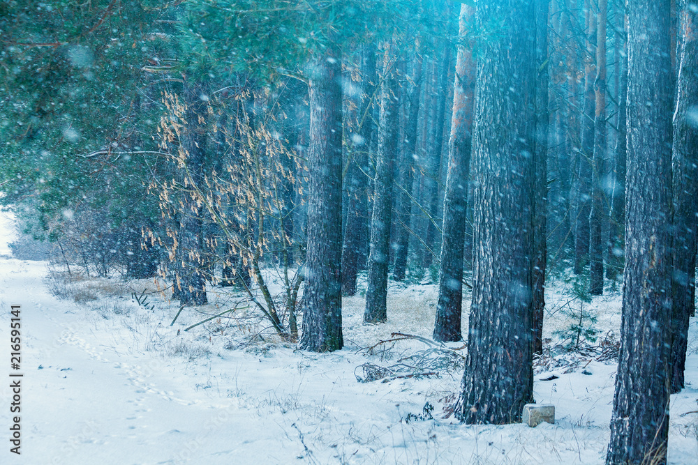 Winter snowy pine forest in the blizzard Winter snowy pine forest in the blizzard
