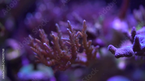acropora coral on a reef