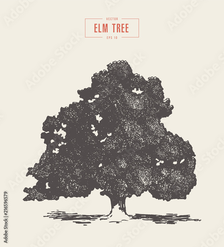 High detail vintage elm tree drawn, vector photo