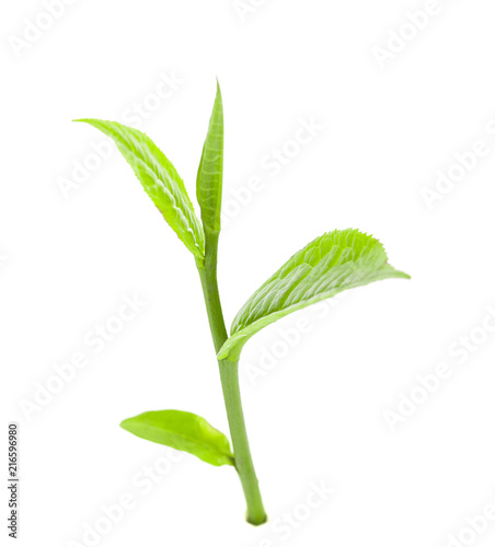green tea leaf isolated on white background © sucharat