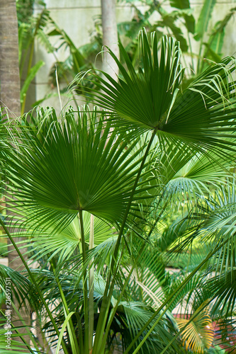 Green leaves of fan palm tree.