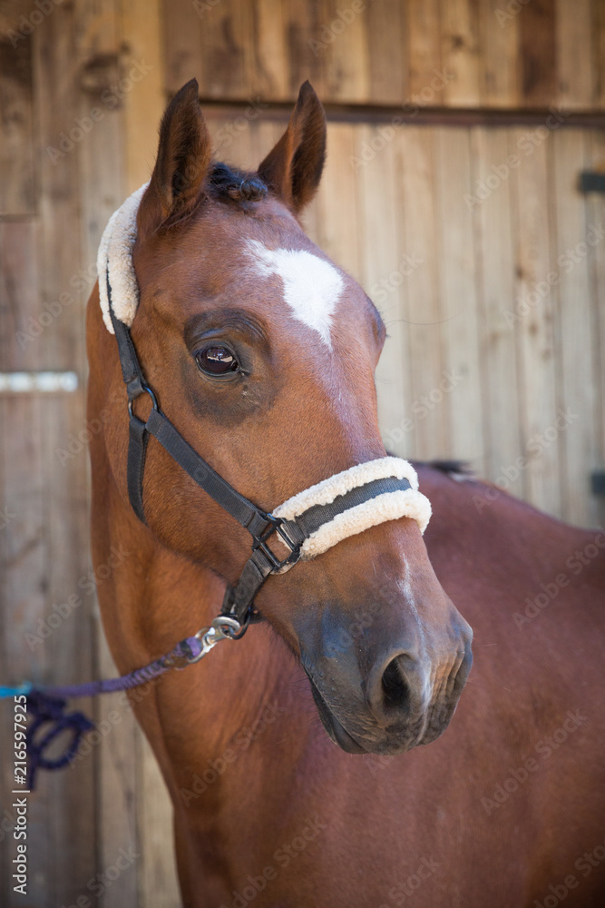 Fototapeta premium Kasztanowy Koń czeka przy stajniach