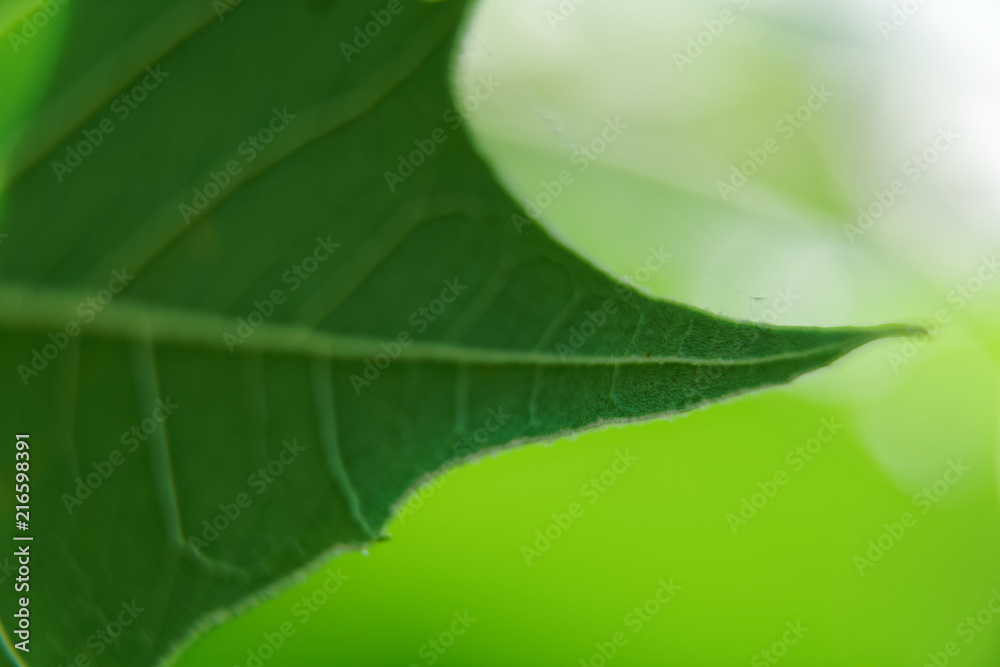 Macro green leaf, defocused background, sunny weather. Macro green leaf, defocused background, sunny weather.