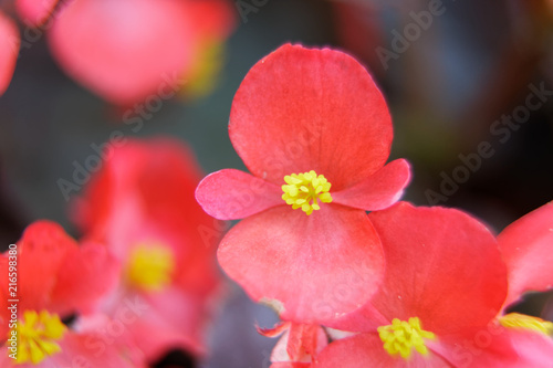 Red spring flowers on tree branch in sunny day, good for postcard.