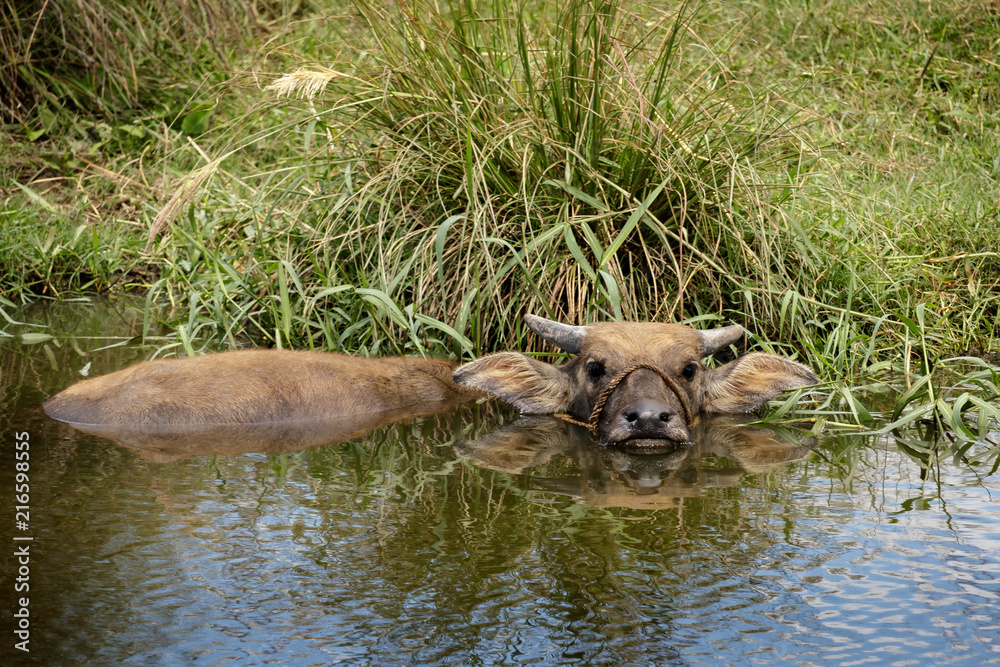 Fototapeta premium Dude I'm in the bath