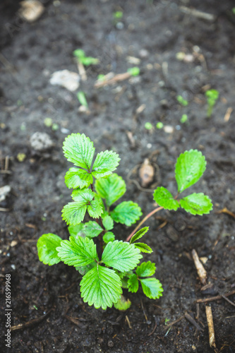 Strawberry plant in the garden. Selective focus.