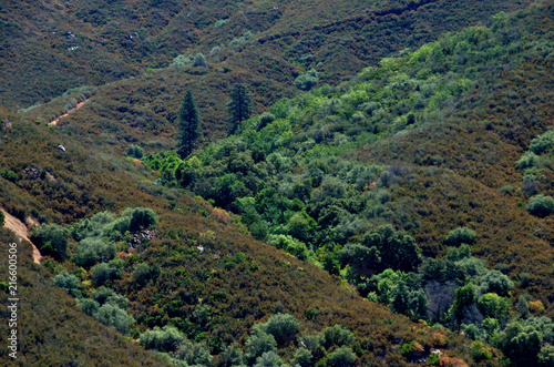 Chaparral Community, Calaveras County, Sierra Foothills, California  photo