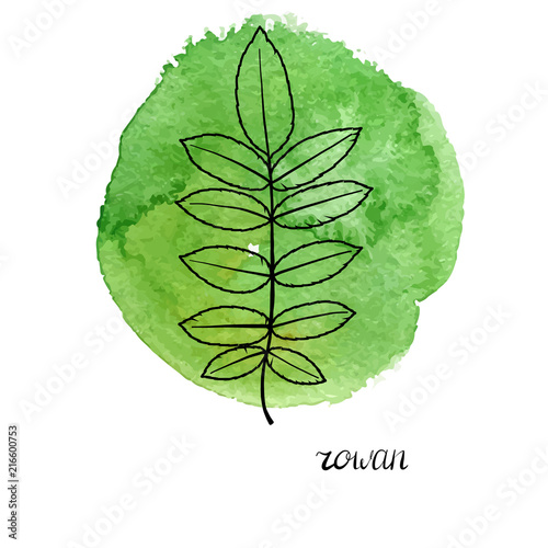 vector leaf of rowan tree