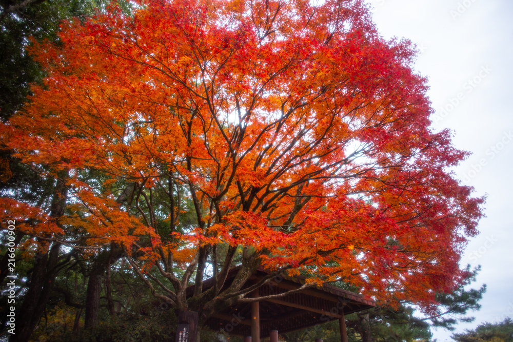 Naklejka premium 秋 紅葉14