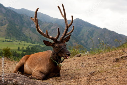 Close-up of a beautiful brown deer with large horns lies and looks into the camera against a backdrop of a mountain landscape and a blue sky. Portrait of a deer in the Altai Mountains